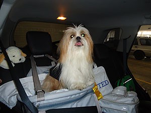 Ted viaja na cadeira para cães que é presa ao cinto de segurança (Foto: Lílian Marques/ G1)