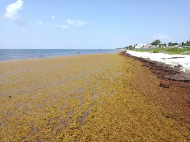 Segundo especialistas, o aumento atípico da presença de algas pode estar relacionado, por exemplo, a mudanças climáticas (Foto: Marta García via BBC)