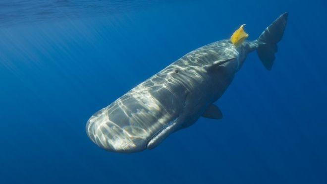 Várias espécies marinhas, desde os menores até baleias gigantes, acabam comendo plástico porque sentem nele cheiro de comida (Foto: Getty Images via BBC News Brasil)