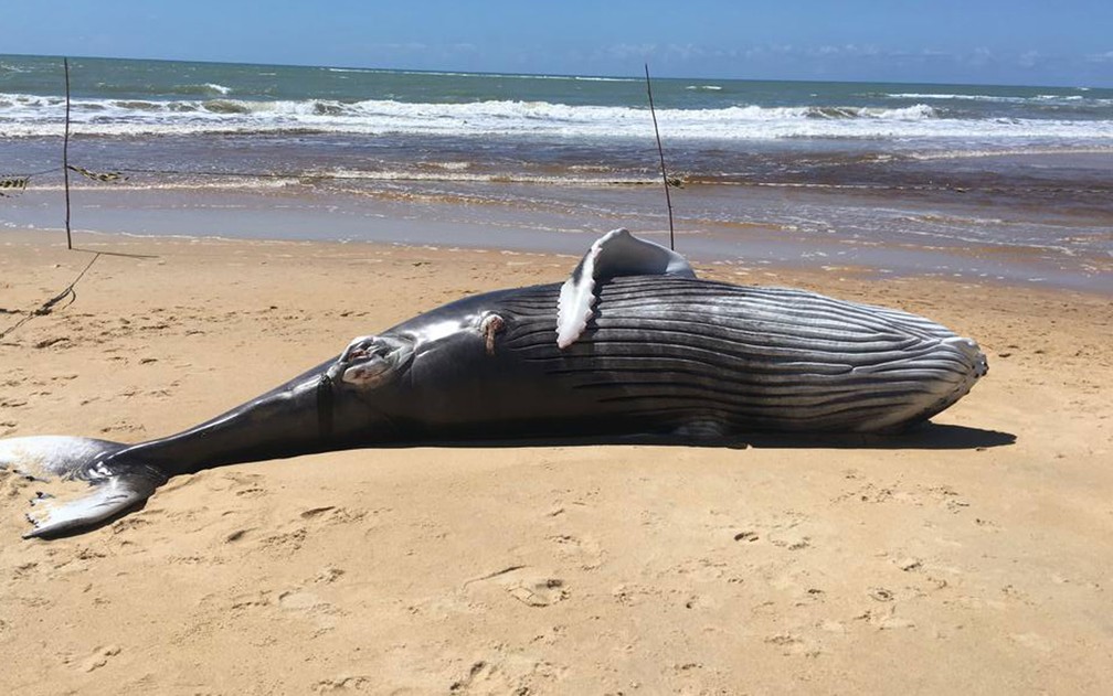 Filhote de baleia foi achado morto em Trancoso — Foto: Secretaria de Meio Ambiente de Porto Seguro