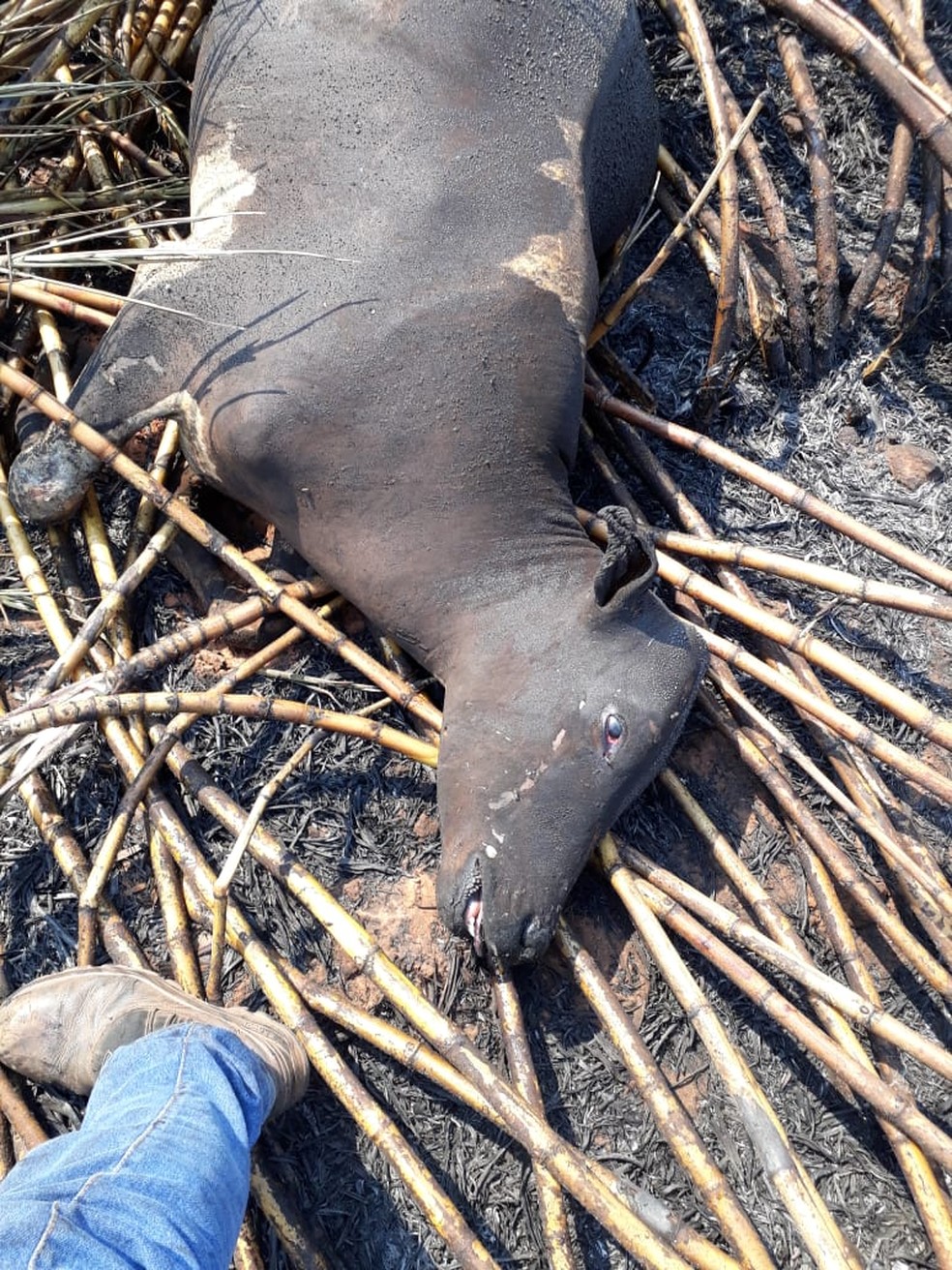 Animais morrem carbonizados em incêndio em Dracena — Foto: Irene de Oliveira/Cedida 
