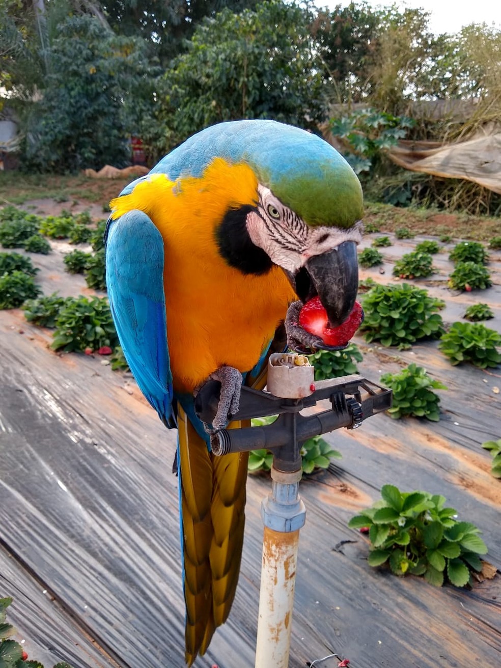 Arara-canindé 'posa' se alimenta com morango em propriedade rural de Urânia  — Foto: Bruno Aparecido 