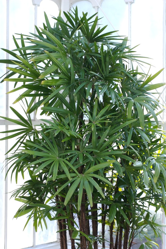 Palmeira Raphis, planta presente na casa da leitora da GR (Foto: Wikimedia Commons )