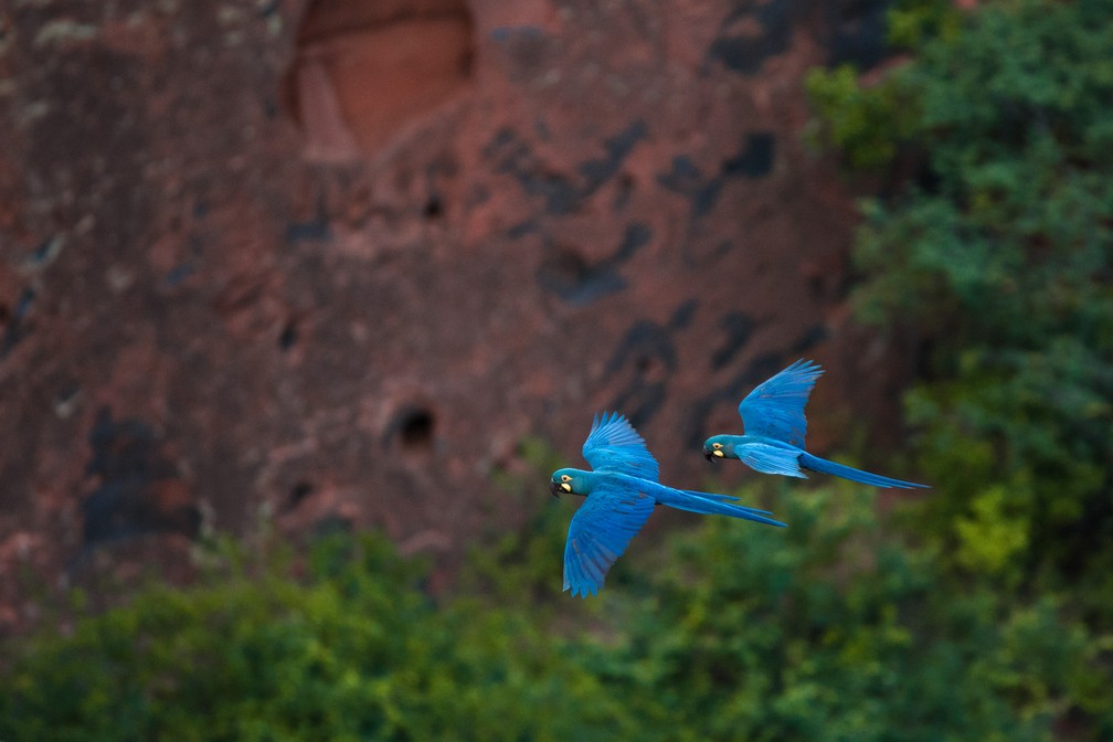 Arara-azul-de-lear é foco de ações de preservação. — Foto: Marcelo Brandt/G1