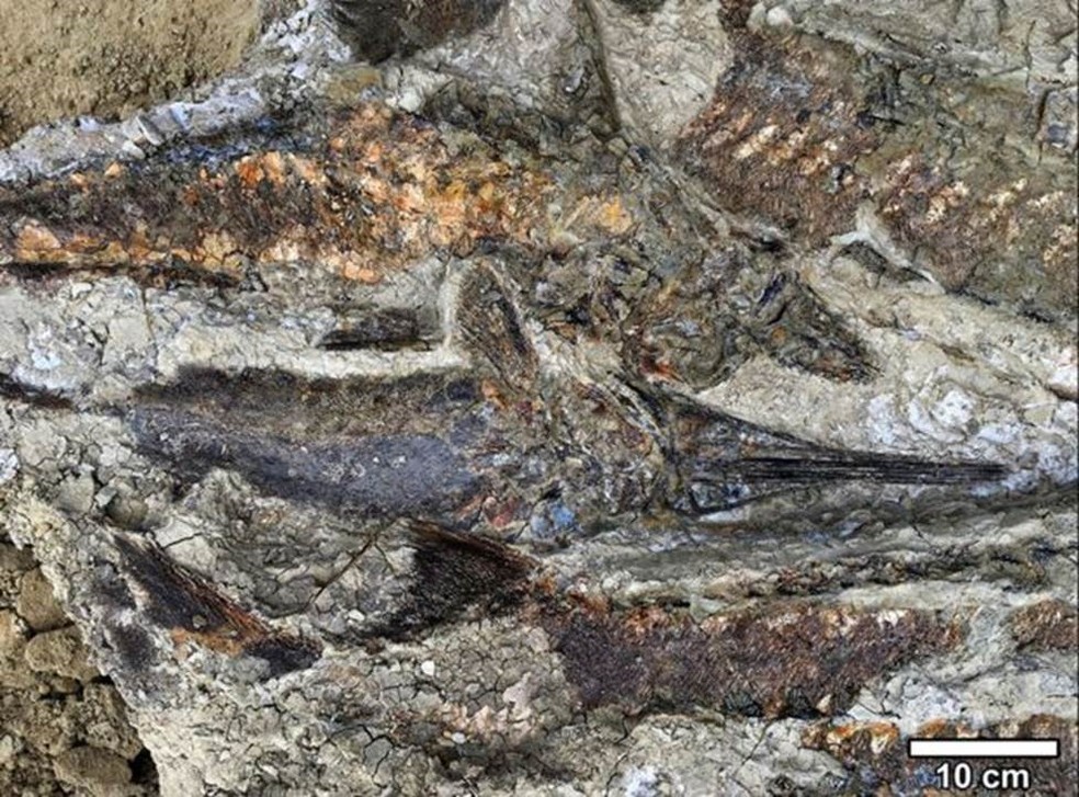 Os peixes fossilizados ficaram uns sobre os outros quando foram jogados em terra pelo seicha — Foto: Robert DePalma/BBC