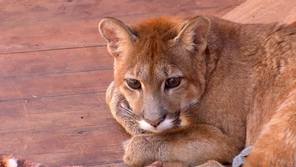 Numero De Animais Silvestres Socorridos Aumenta Em Epoca De Queimadas Nosso Campo G1