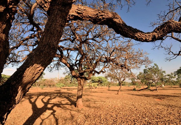clima, seca, cerrado (Foto: Arquivo/Agência Brasil)