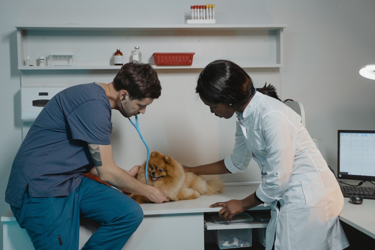 O controle das vacinas é essencial, principalmente, nos primeiros meses de vida de um cão  (Foto: Pexels / Tima Miroshnichenko / CreativeCommons)