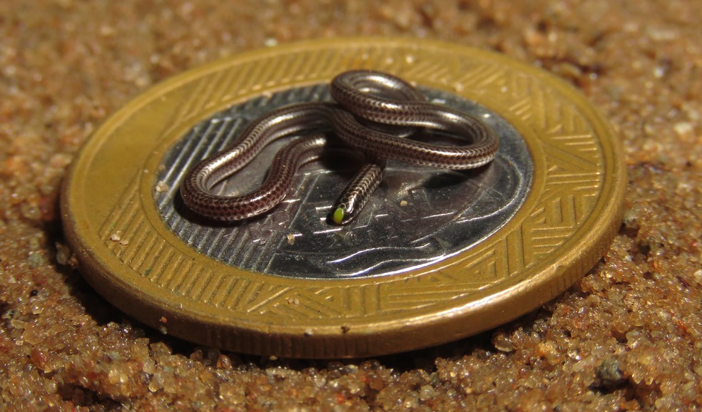 Serpente possui hÃ¡bito fossorial e estÃ¡ adaptada a viver embaixo da terra â€” Foto: Leandro Alves da Silva / VC no TG
