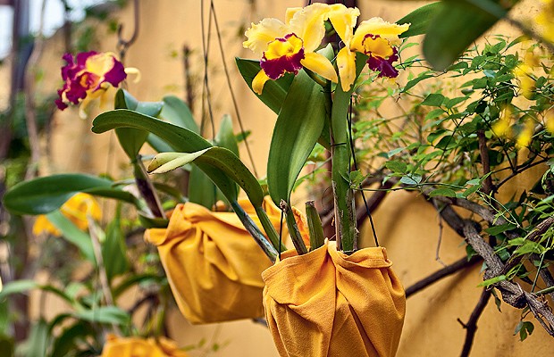 Orquídeas (Foto: Orquídeas)