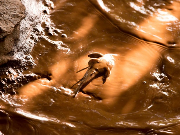 Peixe na lama de mineração, no Rio Doce (Foto: Leonardo Merçon/ Instituto Últimos Refúgios)