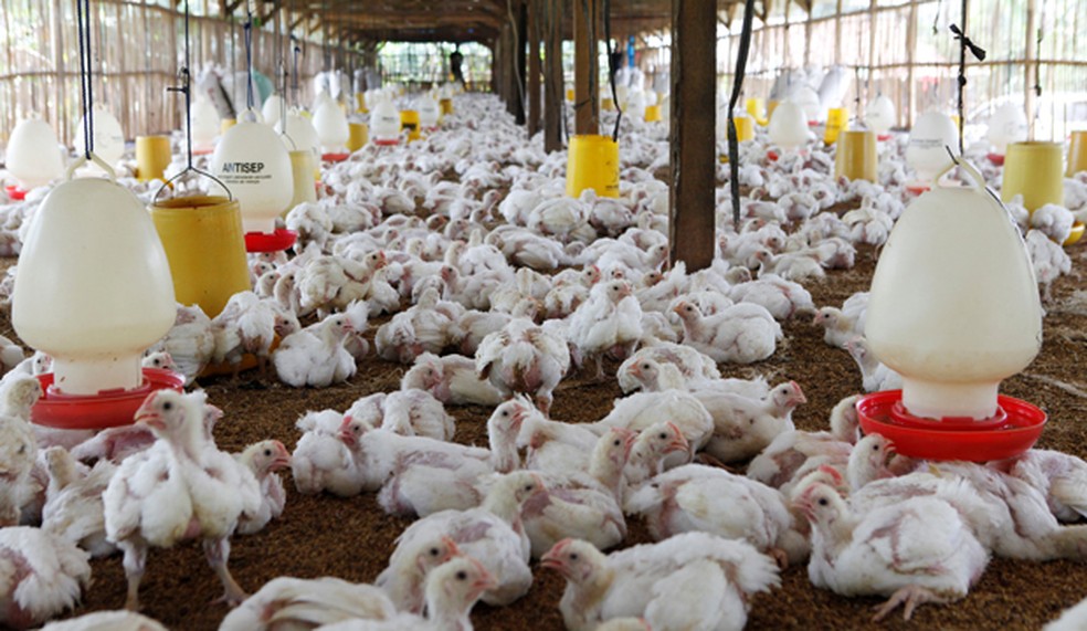 gripe aviária — Foto: Reuters