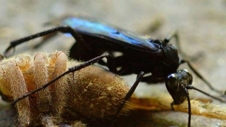 De moto na Chapada - Os termos marimbondo-caçador, maribondo-caçador,  marimbondo-cavalo, mata-cavalo, vespa-caçadora, vespa-de-cobra, vespão,  caçador-de-aranha, caba-caçadeira, come-cobra, come-aranha, cavalo-do-cão e  caçununguçu O termo caçador é