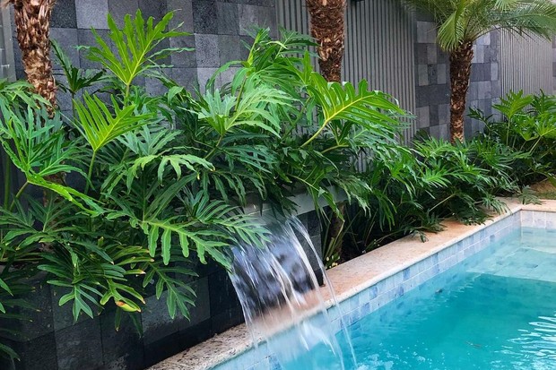 Saiba como cuidar do guaimbê, arbusto tropical com folhas esculturais (Foto: Reprodução/ Instagram/ @adpaisagismoo)