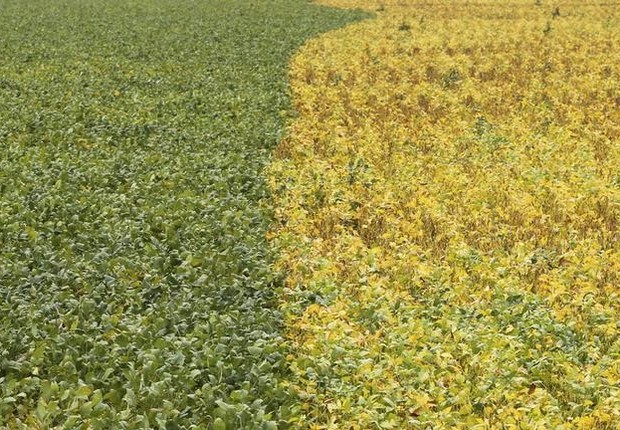 Plantação de soja em Primavera do Leste, Mato Grosso, Brasil - safra - ibge  (Foto: Paulo Whitaker/Reuters)