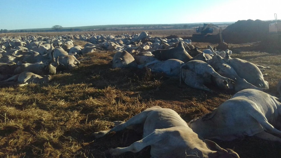 Animais morreram em fazenda em Ribas do Rio Pardo e a suspeita é de intoxicação por bactéria que causa o botulismo (Foto: Marca 7/Divulgação)