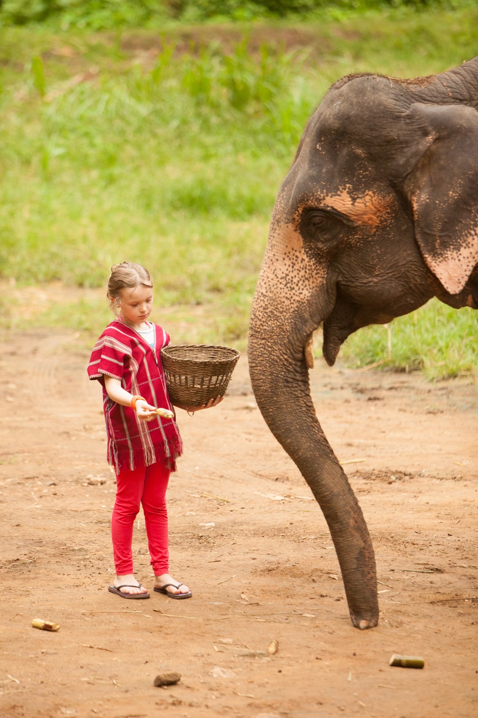 Criança turista alimenta um elefante num dos santuários dedicados à preservação da espécie na Tailândia — Foto: Divulgação / TATLA