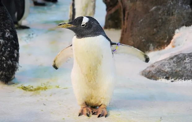 O pinguim mais velho é uma fêmea de 42 anos (Foto: GWR / Reprodução)
