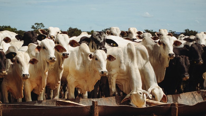 Lotação animal, ganho de peso médio diário por animal e ganho de peso