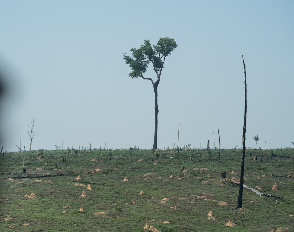 Pasto após queimada ao redor do território Karipuna, em Rondônia — Foto: Fábio Tito/G1
