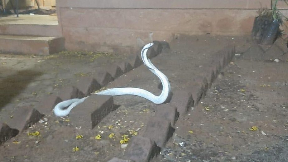 Cobra naja indiana com albinismo é capturada na Índia