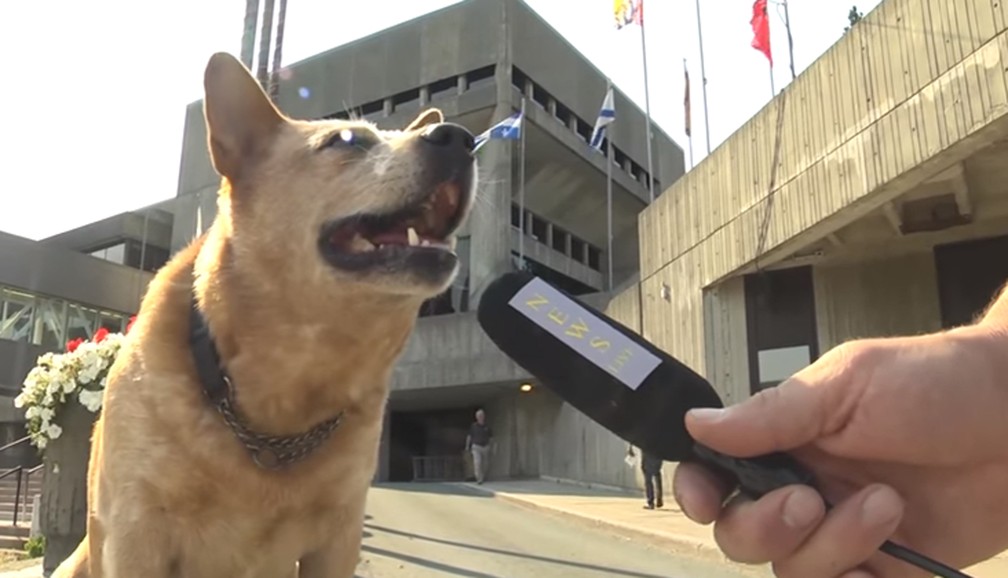 O cão Finn 'dá entrevista' (Foto: Reprodução/YouTube)