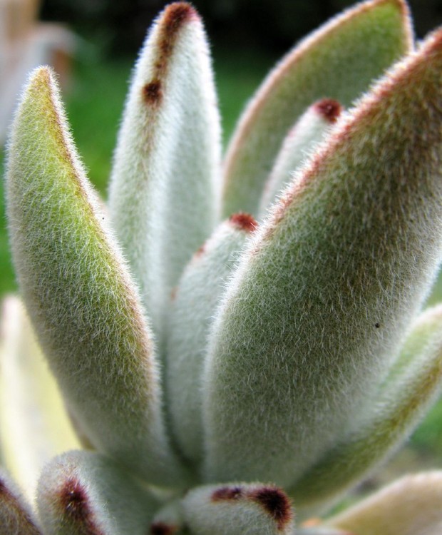 A orelha-de-gato é uma planta suculenta, de folhagem muito curiosa e ornamental, que chama a atenção pela disposição e forma (Foto: Flickr / Scott / CreativeCommons)