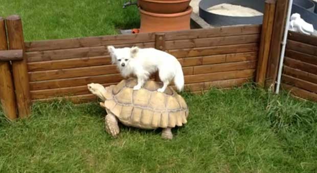 Vídeo mostra tartaruga pesseando com cão  (Foto: Reprodução)