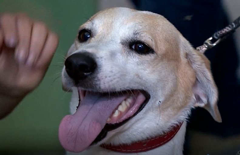 Cão que fugiu há 7 semanas é identificado graças a microchip e devolvido a família em Campinas