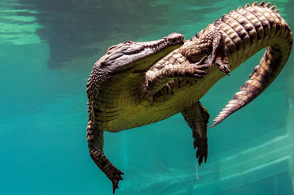Crocodilo mergulhando em aquário no Dubai Crocodile Park, em Dubai, em 17 de abril de 2023 — Foto: Giuseppe Cacace / AFP