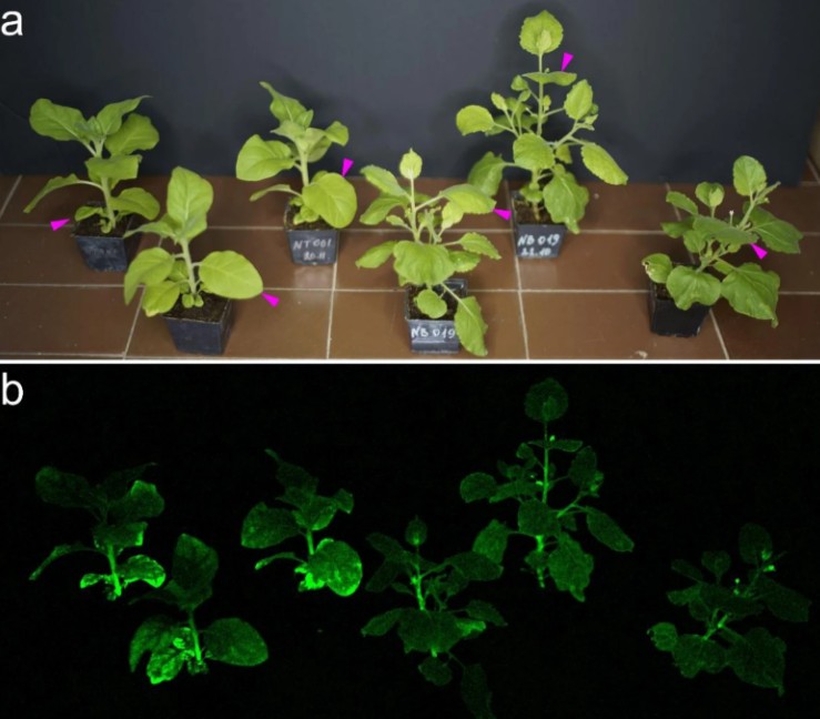 As plantas que contêm o DNA do fungo brilharam continuamente durante todo o seu ciclo de vida, desde quando eram apenas mudas até chegarem à maturidade (Foto: Planta)