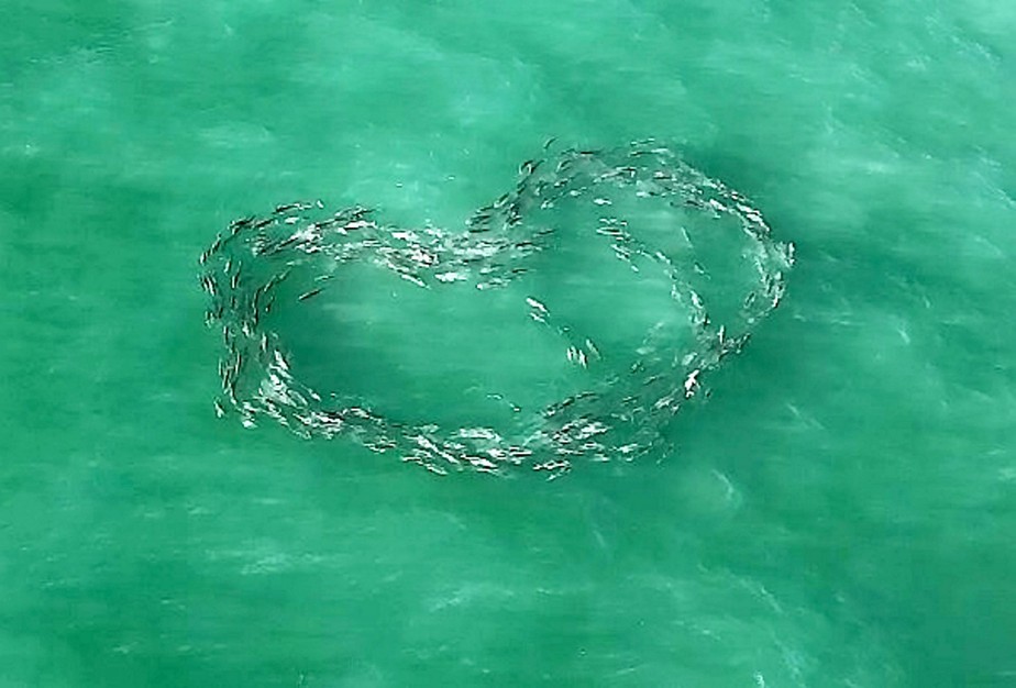 Drone capta cardume de peixes fazendo forma de coração no mar