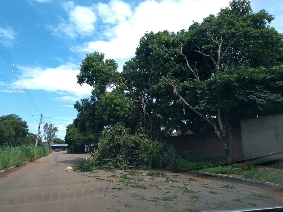 Árvores bloquearam alamedas na 1004 Sul — Foto: Luciane Vital de Queiroz/Divulgação