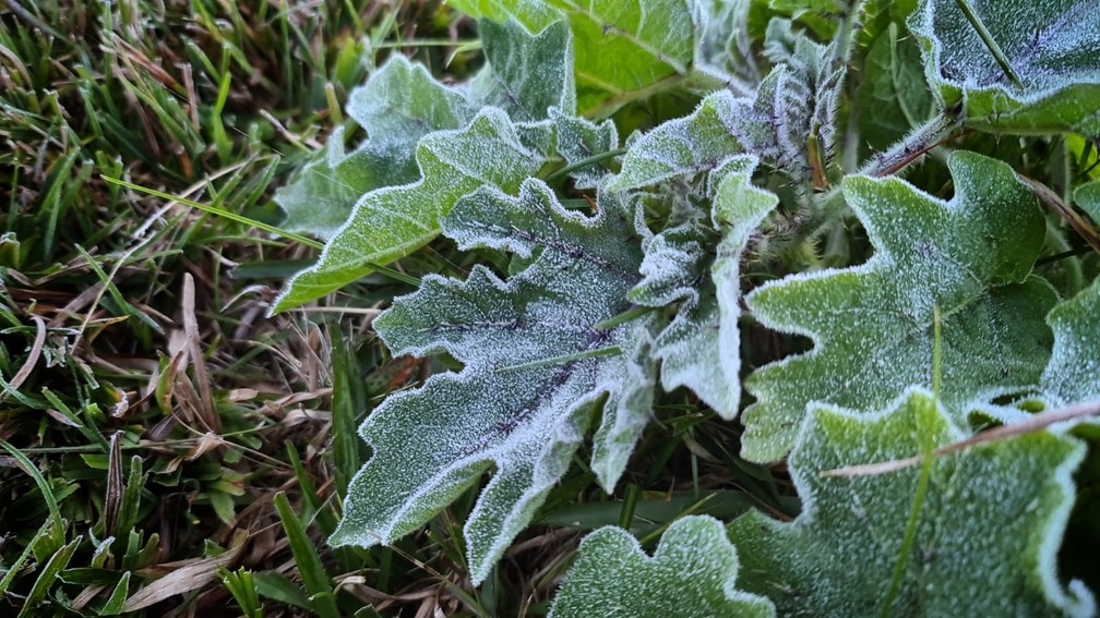 Folhas ficaram cobertas por uma fina camada de gelo em S&atilde;o Joaquim &mdash; Foto: Mycchel Legnaghi/ S&atilde;o Joaquim Online