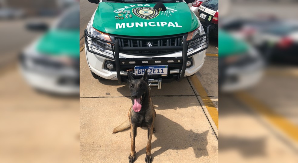 Cão do Canil da GCM de Itapeva auxiliou na apreensão dos entorpecentes  — Foto: GCM/Divulgação