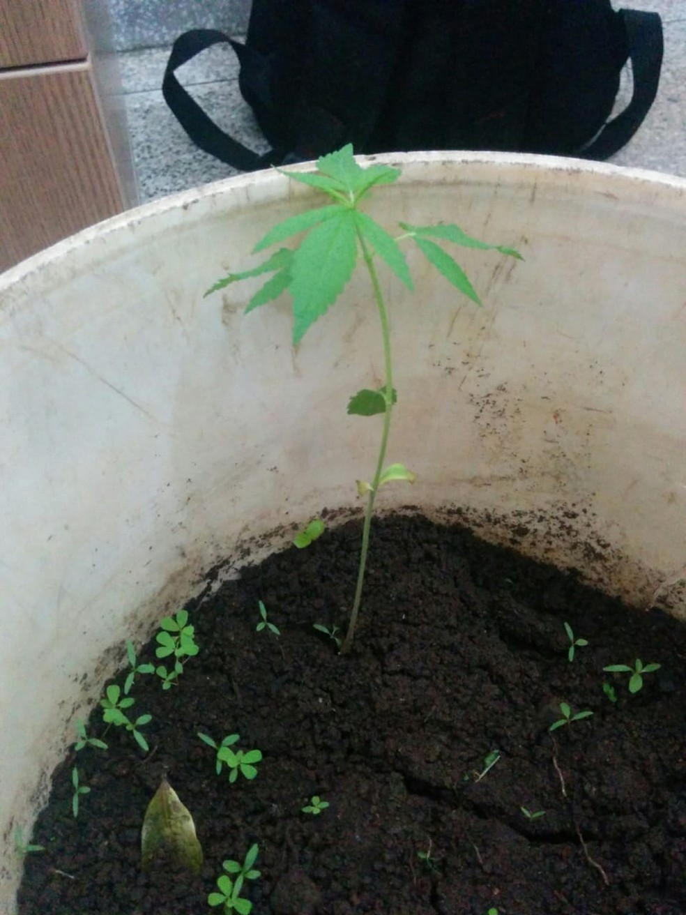 Planta que aparenta ser maconha foi apreendida na residÃªncia do jovem  (Foto: ReproduÃ§Ã£o/ Whatsapp)