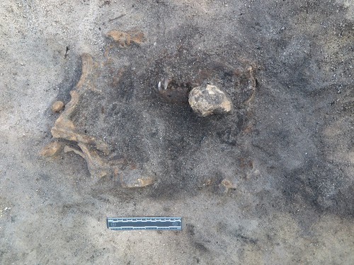 Ossada de cão de 8,4 mil anos é encontrada em escavações na Suécia (Foto: Arkeologi Ljungaviken)