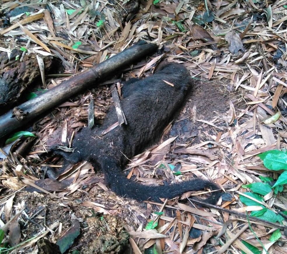 Em Ilha Grande, cinco macacos foram encontrados mortos na semana passada (Foto: Arquivo Pessoal)