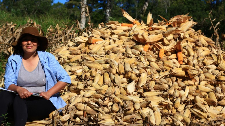 Meia tonelada de sementes serão aplicadas por cinco produtores na primeira fase do projeto de criação de um banco para adubação verde no país tocado pela Folio (Foto: Divulgação)