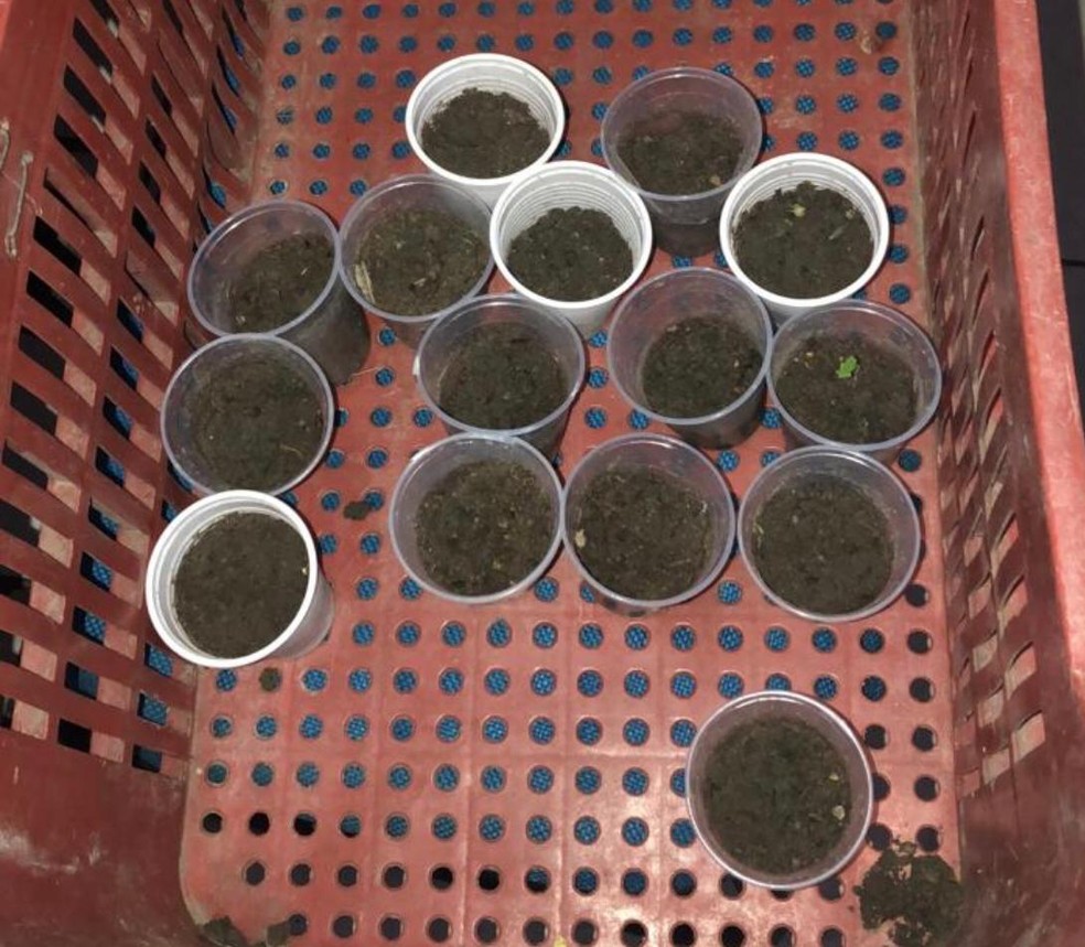 Mudas de cannabis sativa foram encontradas na casa do suspeito, em Junqueiro — Foto: Polícia Civil/Divulgação