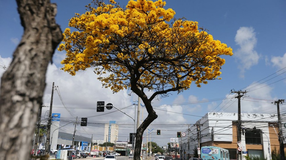 Ipê-Amarelo, árvore símbolo de Fortaleza. — Foto: José Leomar/SVM