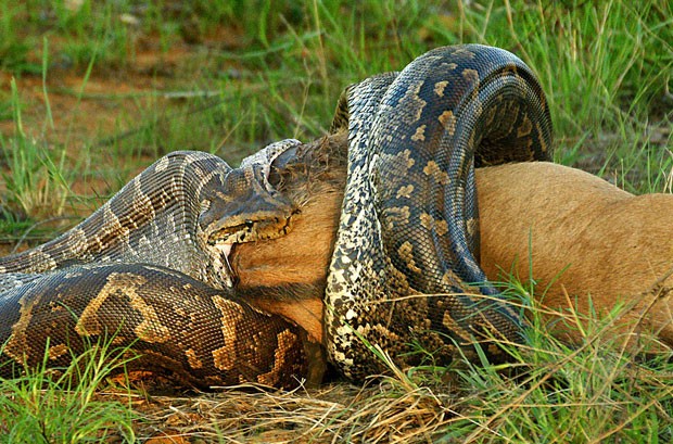 Cobra come filhote de gnu (Foto: Caters)