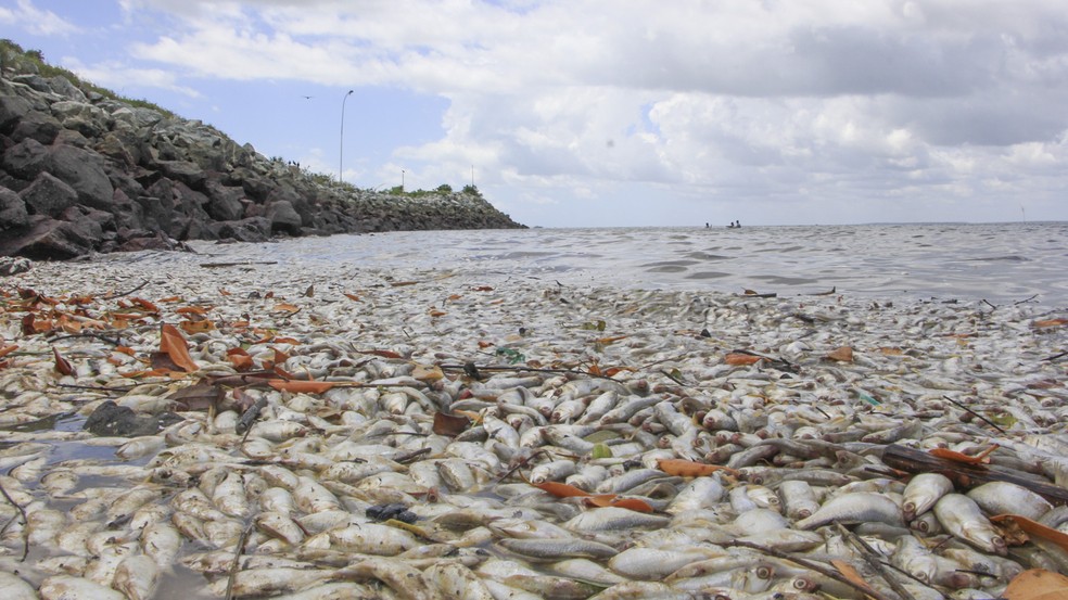 Centenas de peixes mortos em São José de Ribamar (Foto: Divulgação / Semam)
