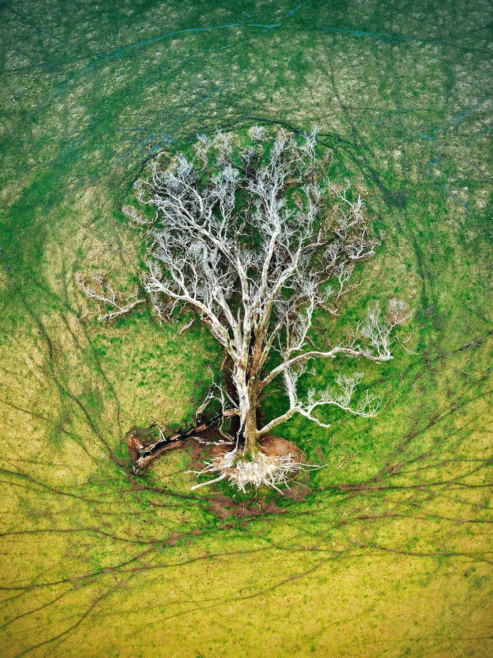 Julie Kenny, Austrália – A árvore é vista como um símbolo sagrado, que carrega significados importantes nas filosofias religiosas e espirituais. De cima, os rastros de ovelhas ao redor combinados com a árvore caída me lembraram da Árvore da Vida. Enquanto a perspectiva aérea se concentra na terra, você pode ver a água acumulada nas trilhas das ovelhas refletindo toques de azul do céu. Embora isso represente muitas coisas diferentes, para mim comunica a interconexão de todas as coisas, começos e fins, o ciclo da vida — Foto: Julie Kenny/ WNPA/ Divulgação