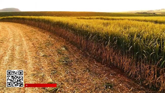 Brasil é o principal produtor de cana-de-açúcar do mundo