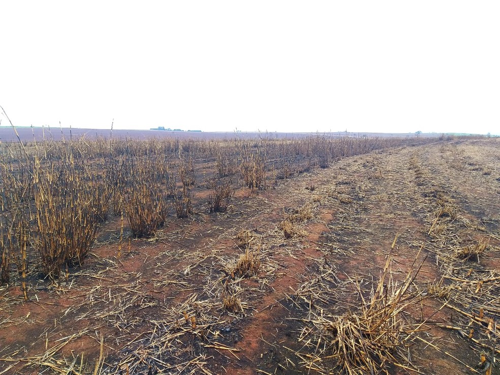 Conforme a polícia, 329 hectares foram queimados — Foto: Polícia Ambiental 