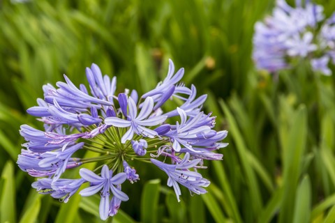 Agapanto apresenta flores azuladas ou brancas, na primavera e no verão. Tem florada mais intensa em locais de pleno sol e é ideal para formar canteiros, maciços e bordaduras