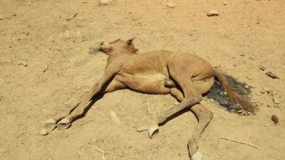 Cavalos nÃ£o foram os Ãºnicos animais afetados pela onda de calor: morcegos nativos e peixes tambÃ©m morreram â€” Foto: Ralph Turner