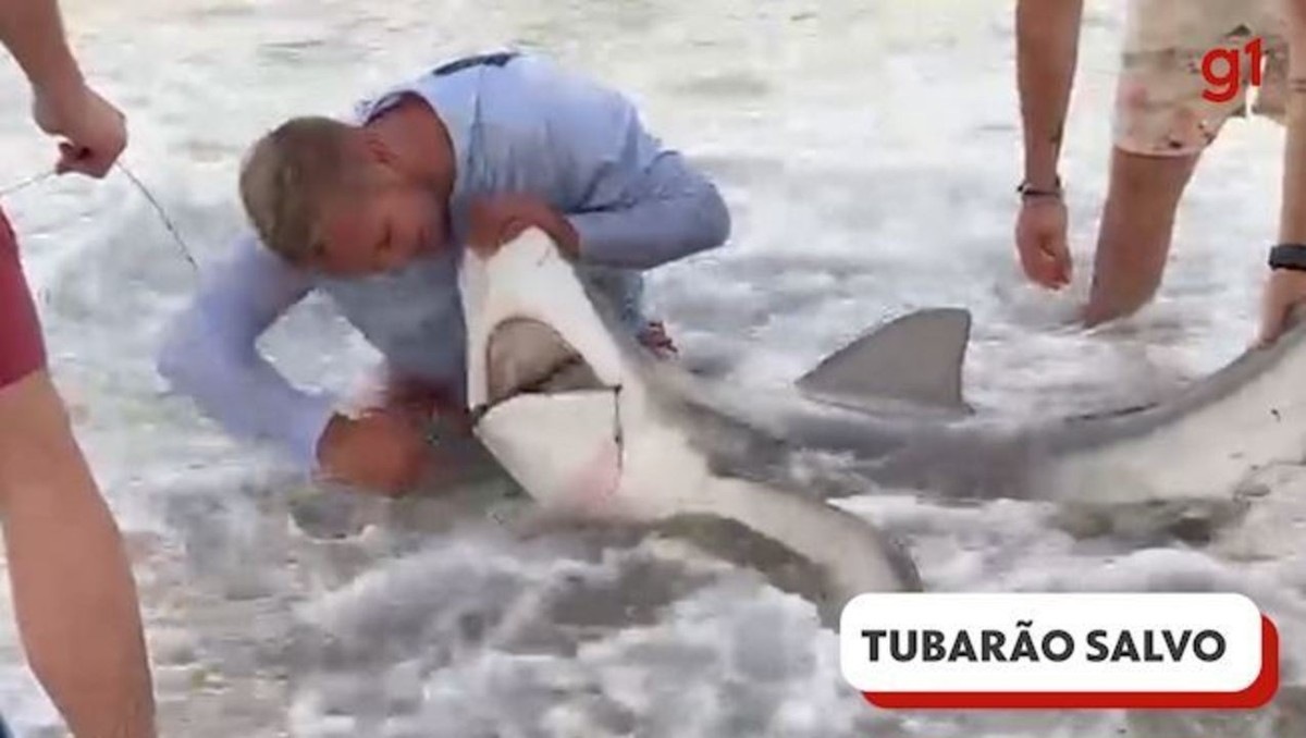 Vídeo: grupo salva tubarão preso a gancho e linha de pesca em Maryland, nos EUA