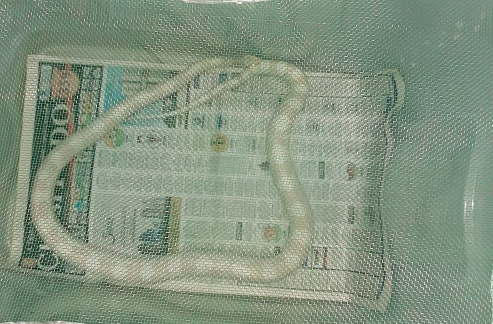 Espécie corn snake é originária dos Estados Unidos — Foto: Polícia Ambiental